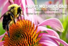 Pollinate for Mom