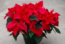 Dickinson’s Holiday Greenery