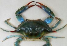 Blue crab invades Spain