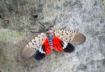 Spotted Lanternfly Reporting