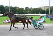The Harness Racing Connection