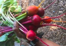 Summer Farm Camp