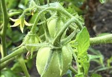 Accepting Produce Donations!
