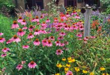 Native Plant Sale