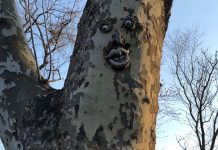 Tree delight