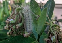 Milkweed for Monarchs