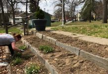 Wellwood soil prep starts