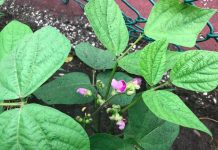 Week 4: Jack’s Beanstalks
