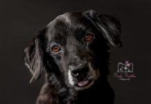 Pet Portraits
