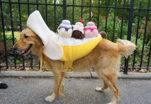 Mutt Strutt Market
