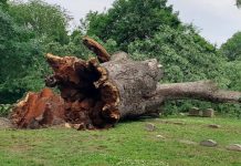 Ode to an Oak