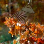 Put Your Leaves To Work