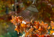 Put Your Leaves To Work