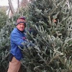 Fresh Cut Christmas Trees