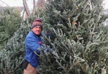 Fresh Cut Christmas Trees