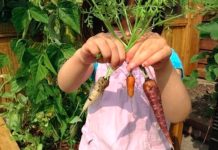 Teach Food Growing Early