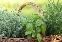 Nature’s Herbal Remedies