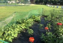 Community Garden Plots