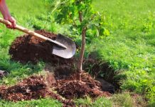 A-B-C’s of Tree planting