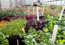 County Green Garden Fair