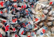 NJ Issues Lantern Fly Alert