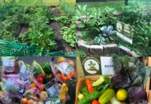 Seed Money Challenge