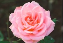 Dorothy Young, 77