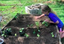 IE Chronicles Growth
