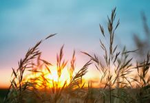 Lammas Circle Gathering
