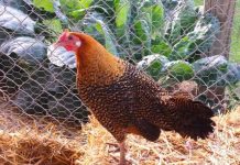 Backyard Chicken Basics