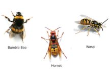 Bee, Wasp or What?