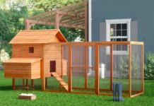 New Chicken Ordinance