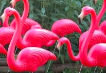 You’ve Been Flocked!
