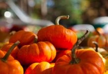 Fall Fest 10/30