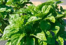 Mildew Resistant Basil