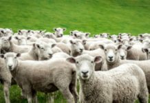 COVID-19 herd immunity: where are we?