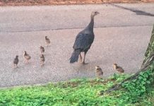 Poults on the move