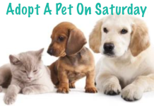 Pet Adoption Event