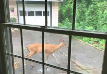 Oh, Deer!