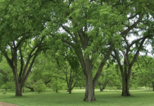 Arbor Day Planting