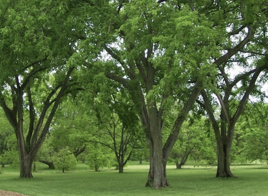 Arbor Day Planting