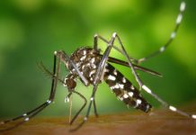 Mosquito Spraying