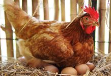 Freezing Fresh Eggs