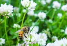 Minnesota’s Bee-friendly