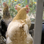 Chickens and Eggs