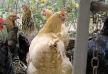 Chickens and Eggs