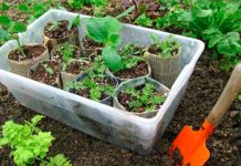 Plant Swap