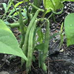 Shepherding Merchantville’s Future Through the Power of Food: Incredible Edible Celebrates Five Years