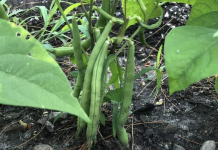 Shepherding Merchantville’s Future Through the Power of Food: Incredible Edible Celebrates Five Years