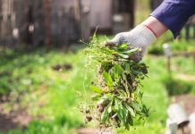 Winning vs. Weeds